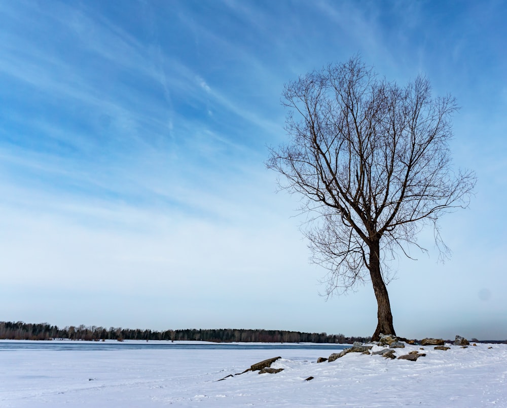 leafless tree on snow covered ground under blue sky during daytime