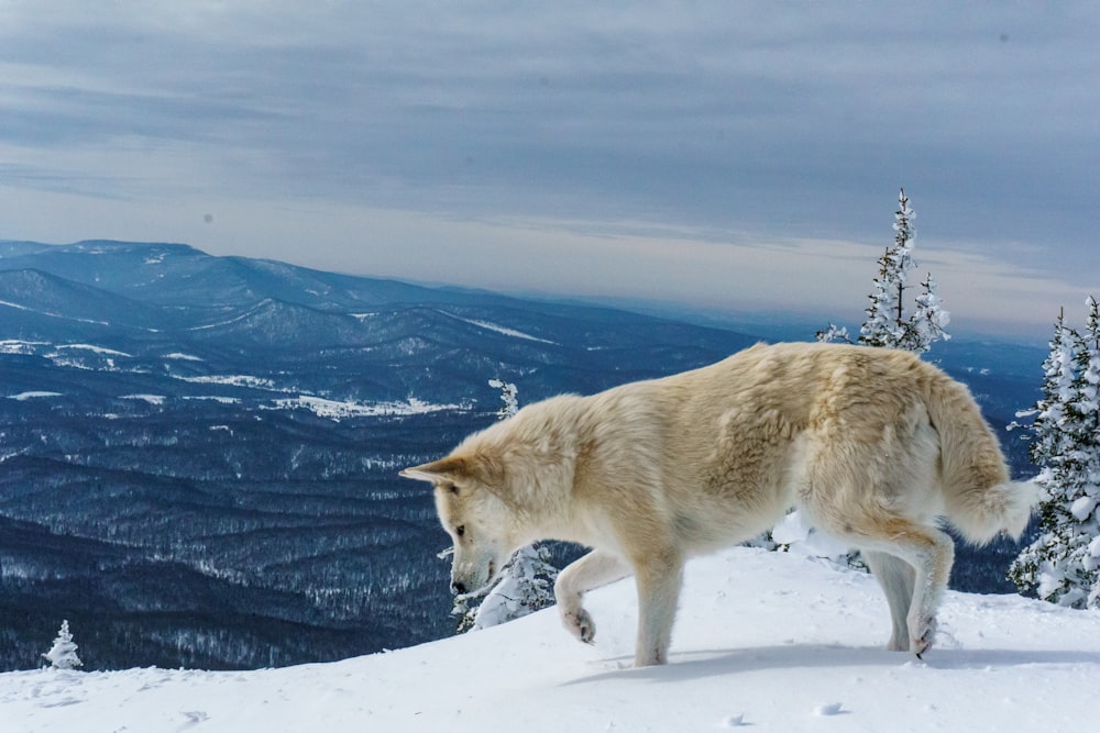 昼間の雪に覆われた地面に白いオオカミ