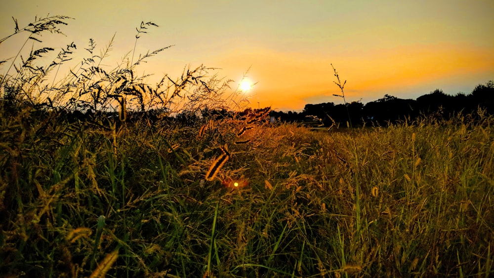 green grass field during sunset