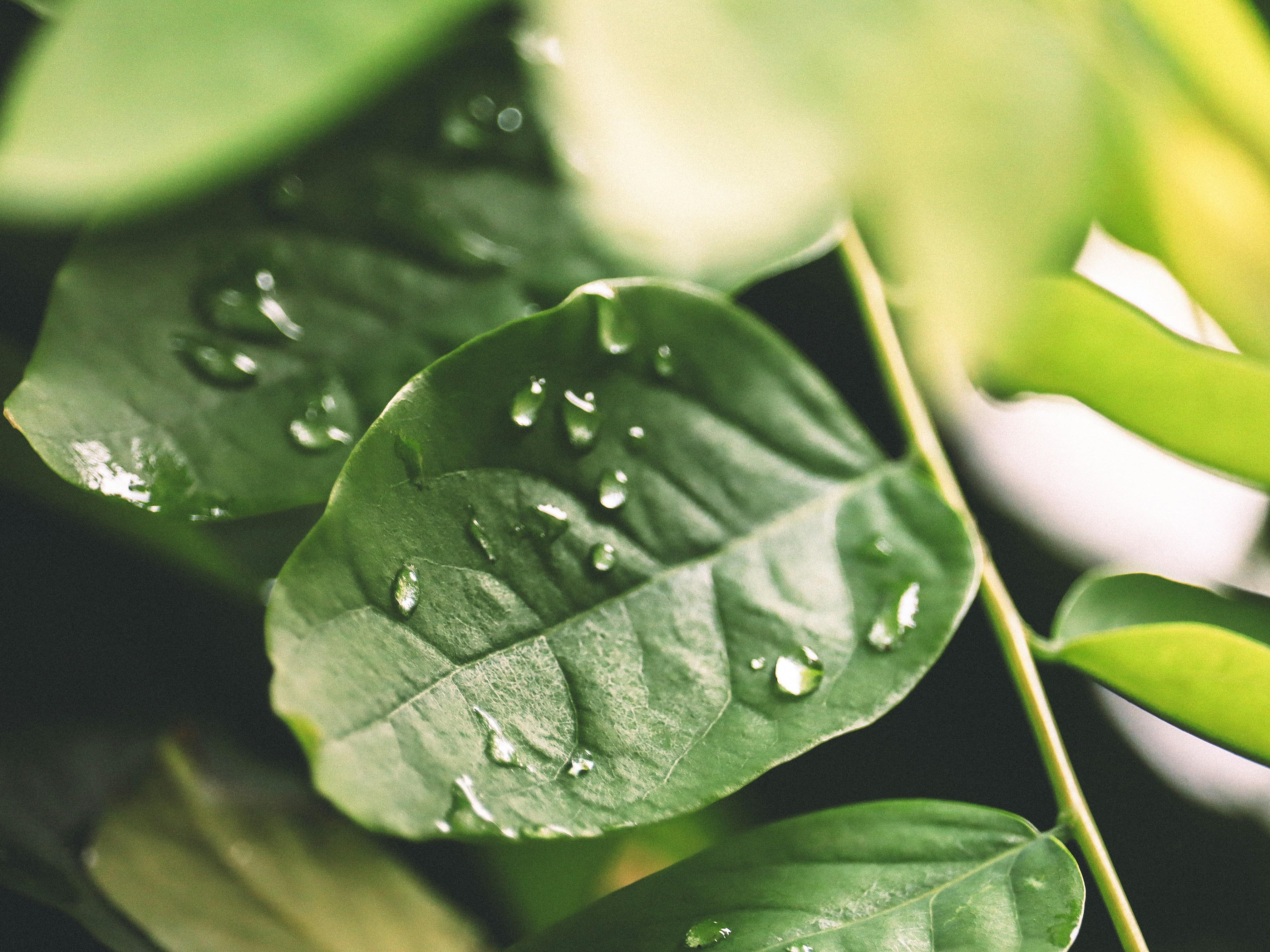 Photo by vedangtandel