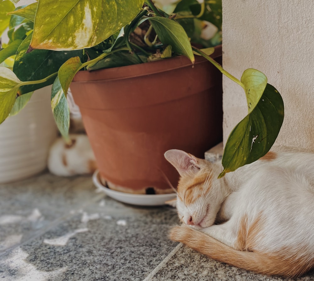 white and orange cat lying on gray concrete floor