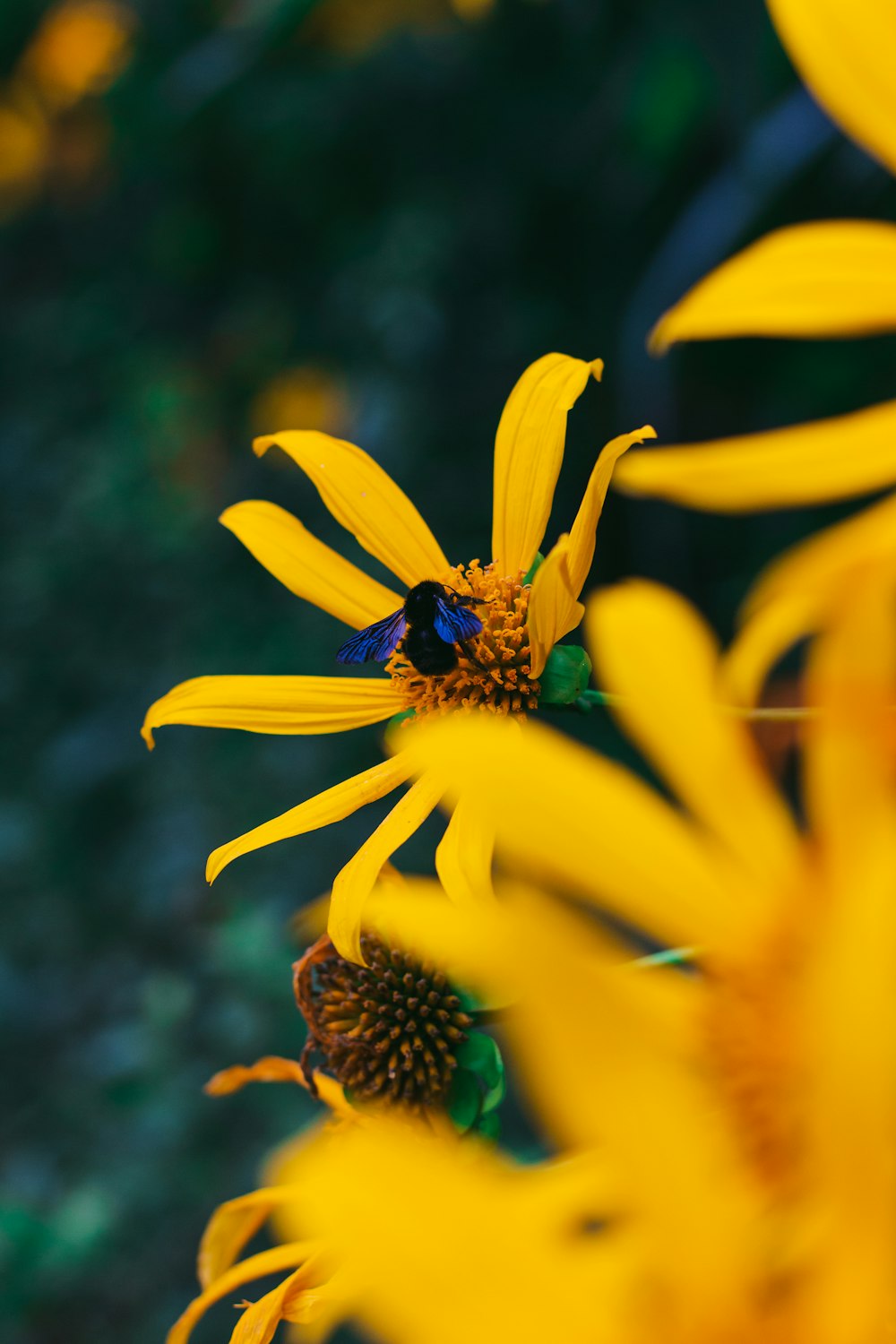 yellow flower in tilt shift lens