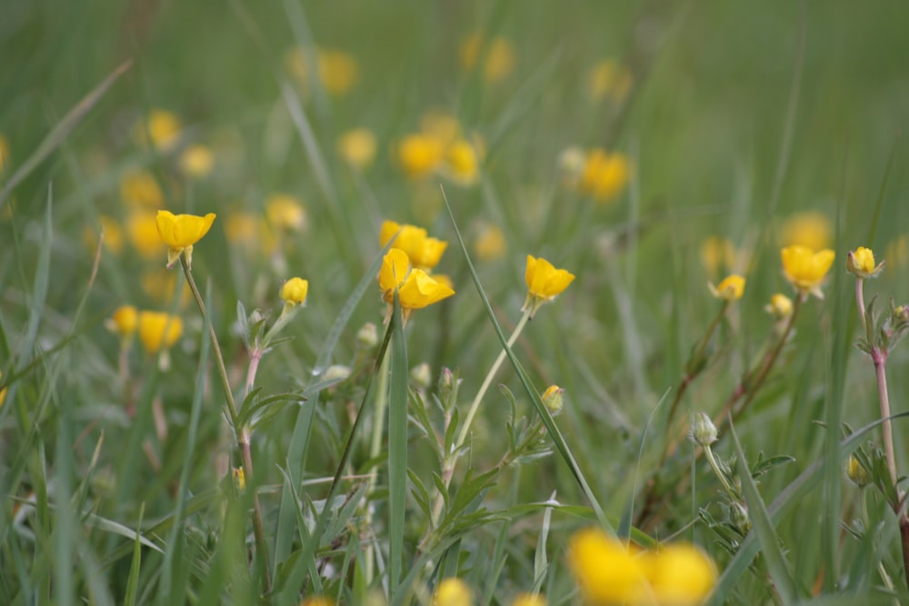 fiore giallo su erba verde durante il giorno