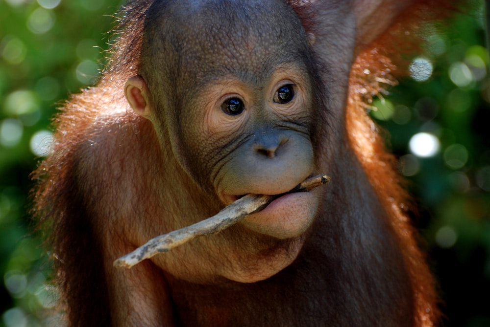 brown monkey lying on green grass during daytime