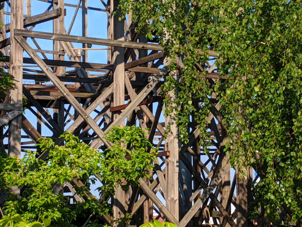 green tree near brown wooden ladder