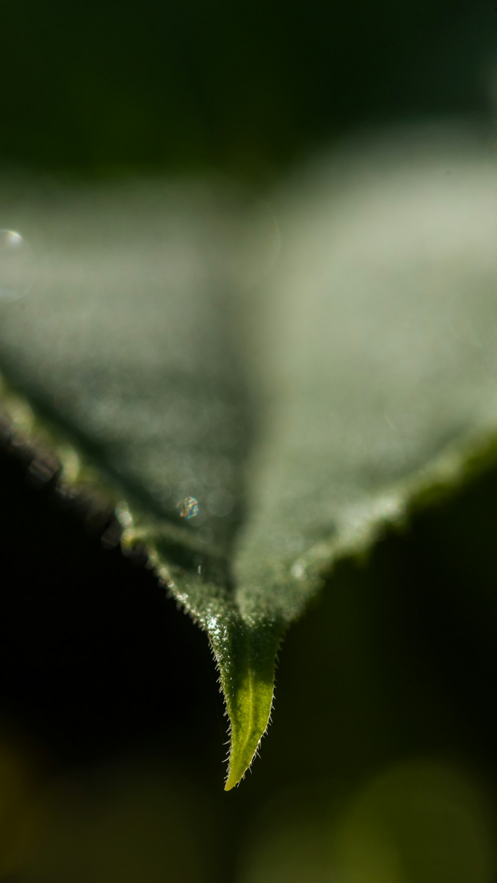 water droplets on green leaf