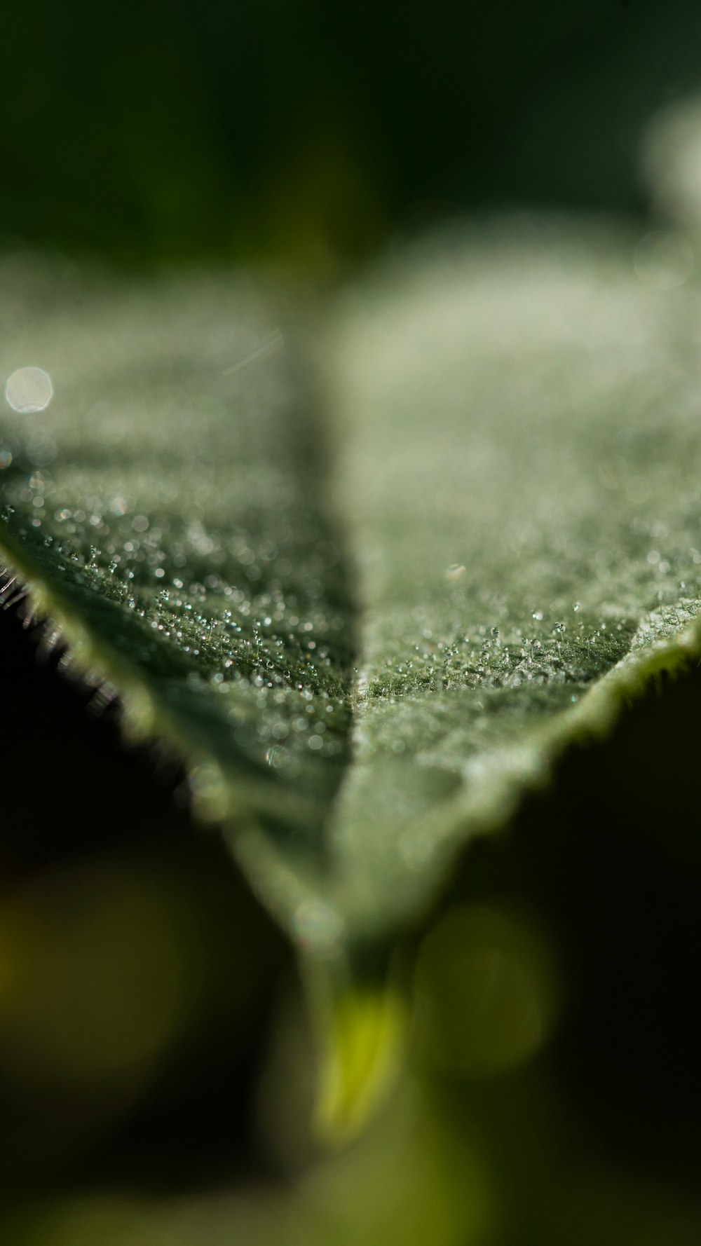 water droplets on green leaf