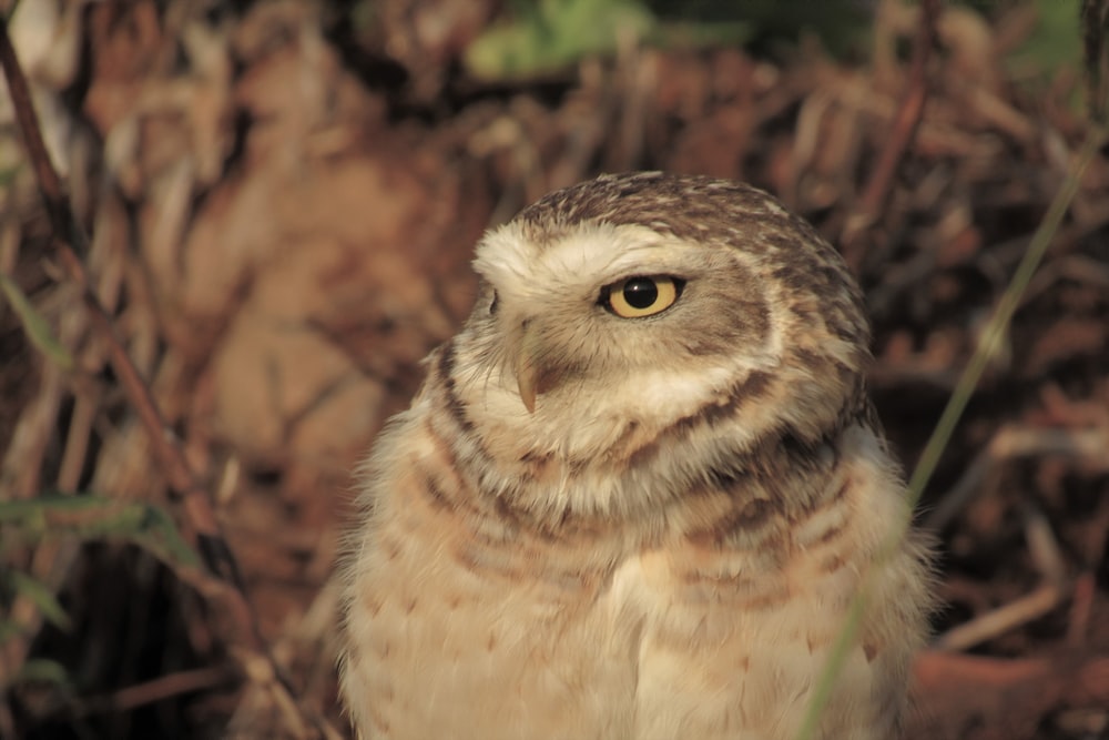 brown owl on brown tree branch during daytime