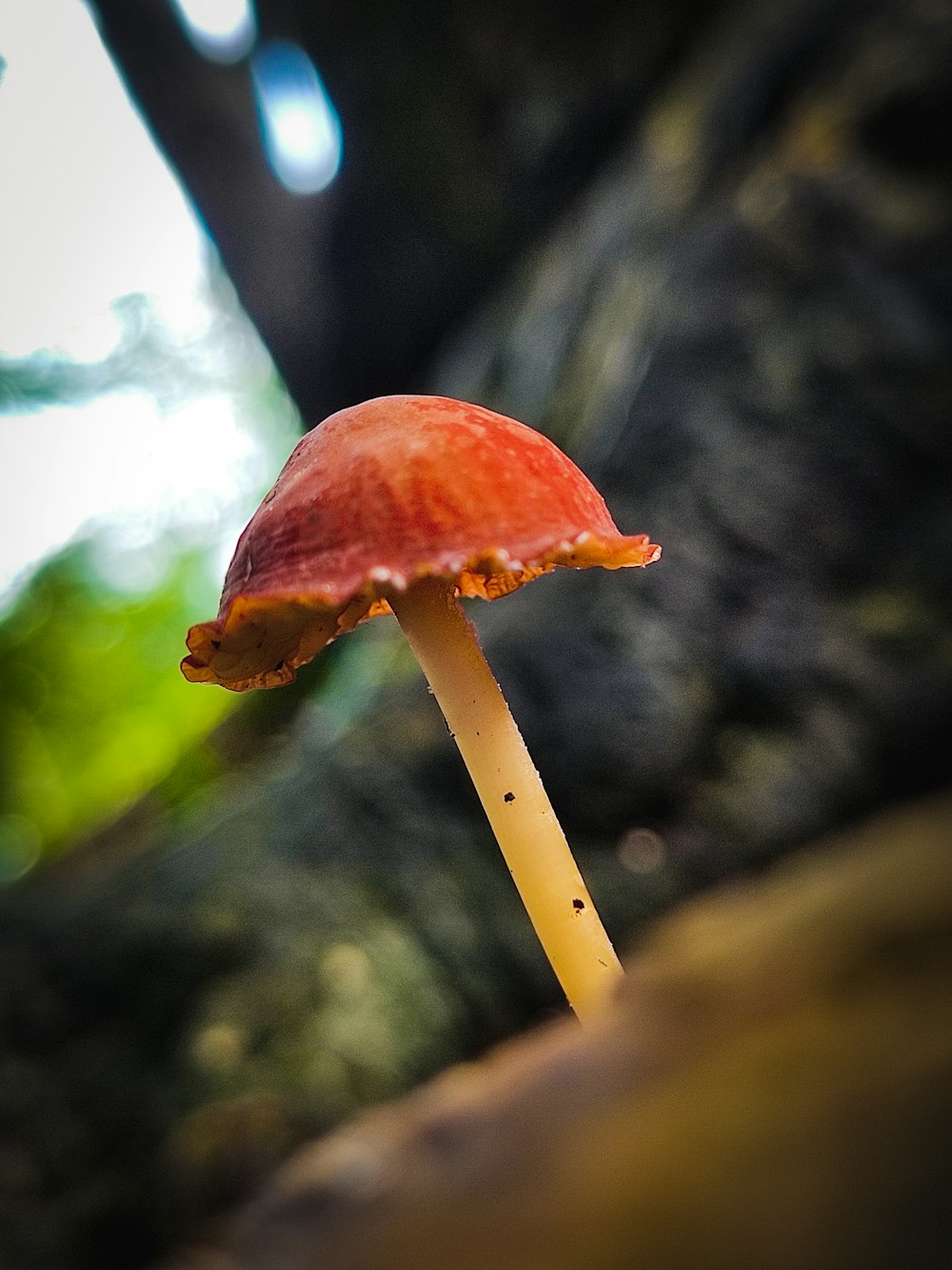 brown mushroom in tilt shift lens