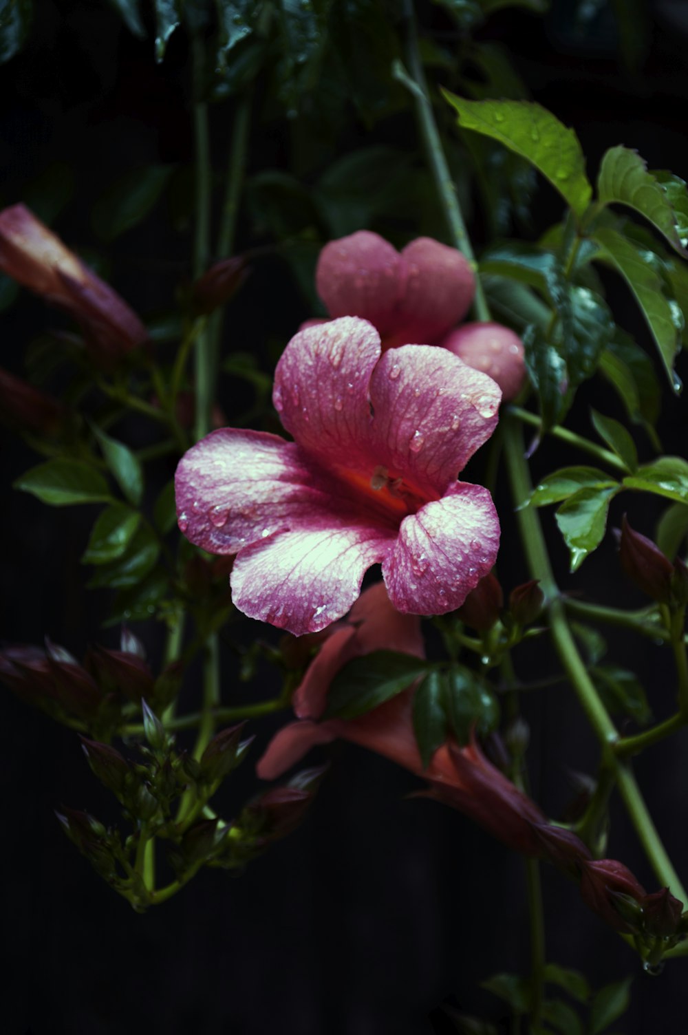 pink flower in tilt shift lens