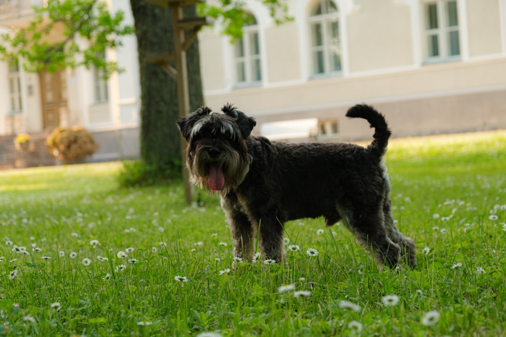 black and gray miniature schnauzer on green grass field during daytime