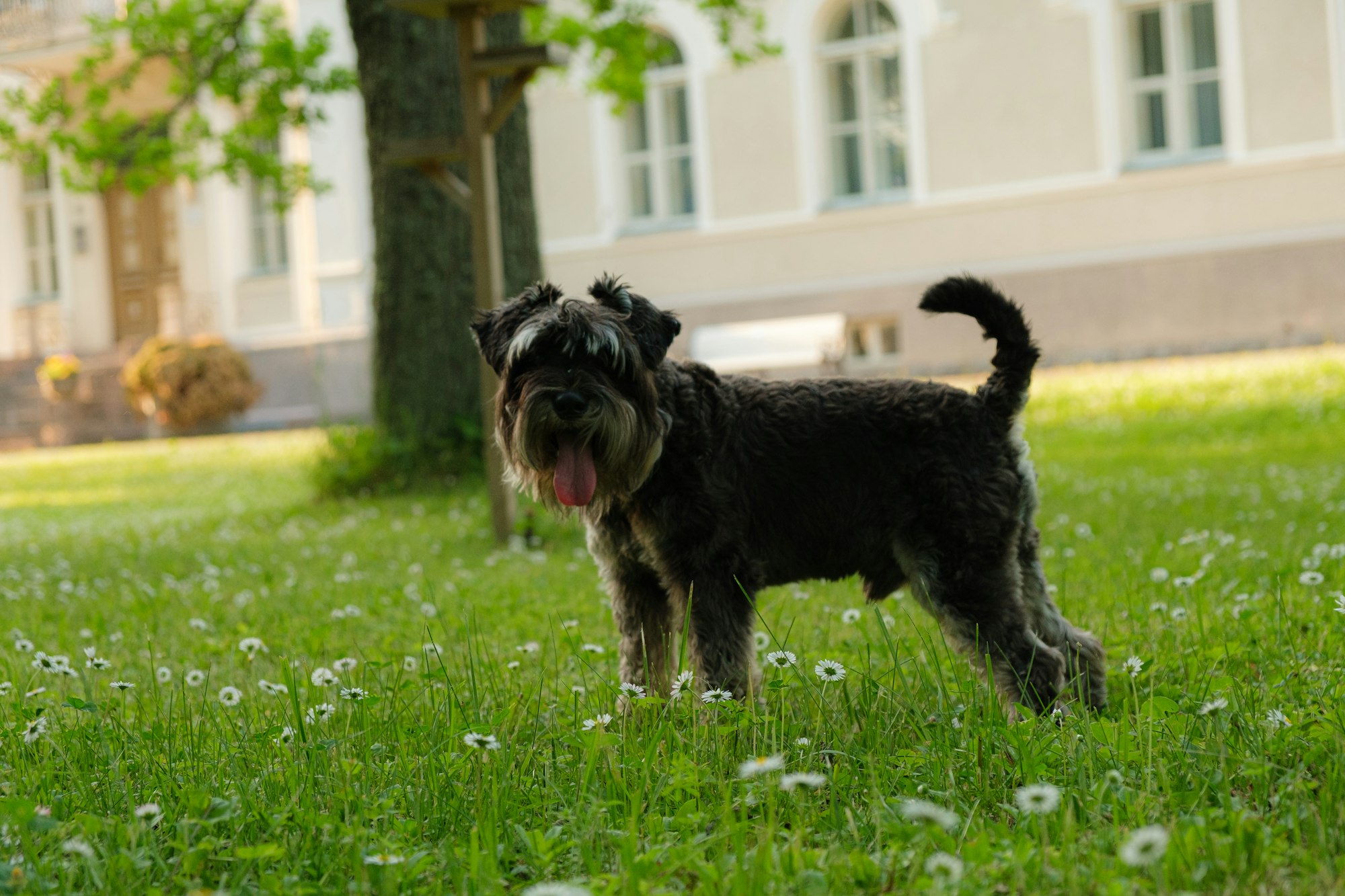 Do Miniature Schnauzers Bark a Lot?