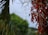 red flower buds in tilt shift lens