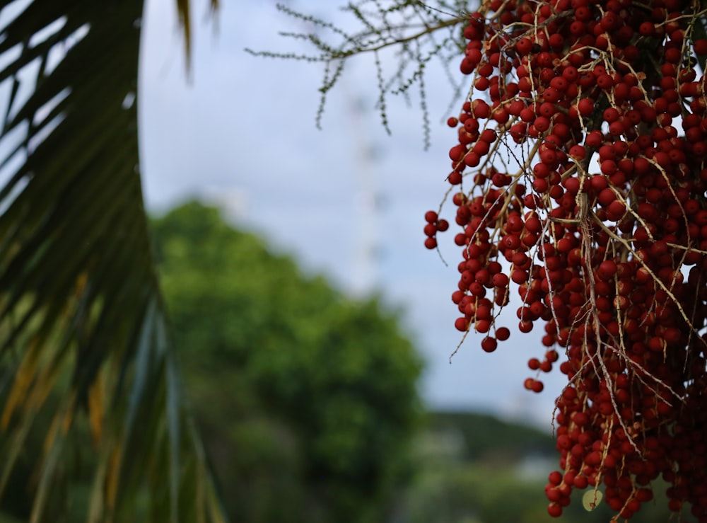 capullos de flores rojas en lente de cambio de inclinación