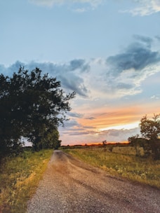 green trees on brown field under cloudy sky during daytime