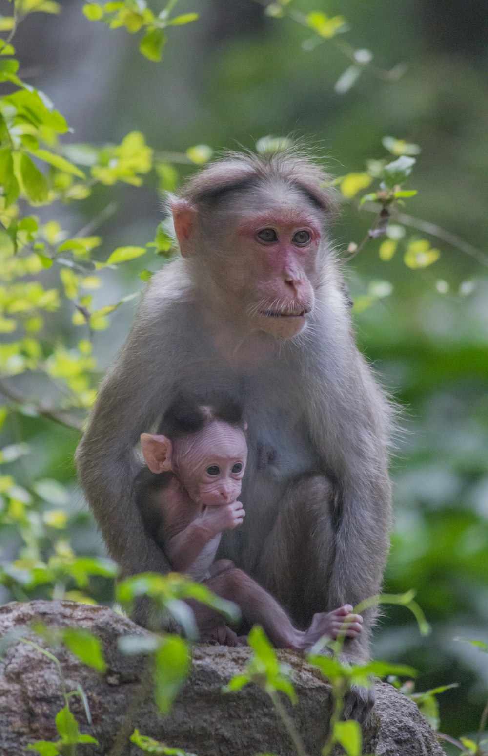 brown monkey sitting on ground during daytime