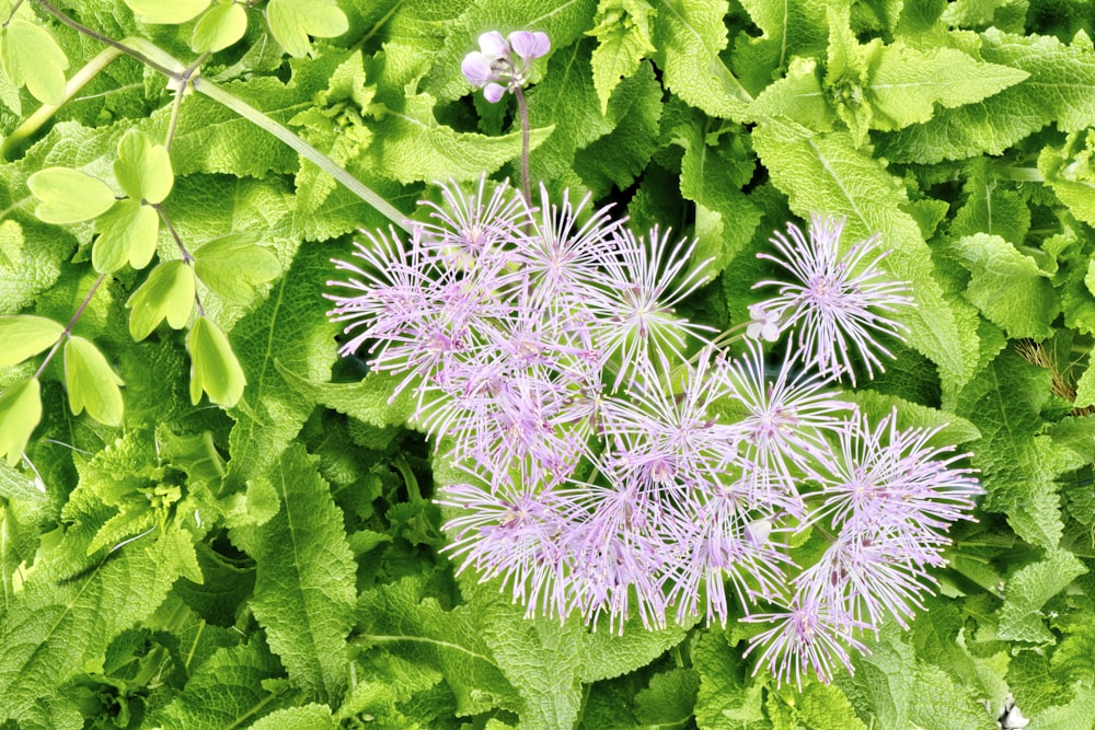 white and pink flowers with green leaves