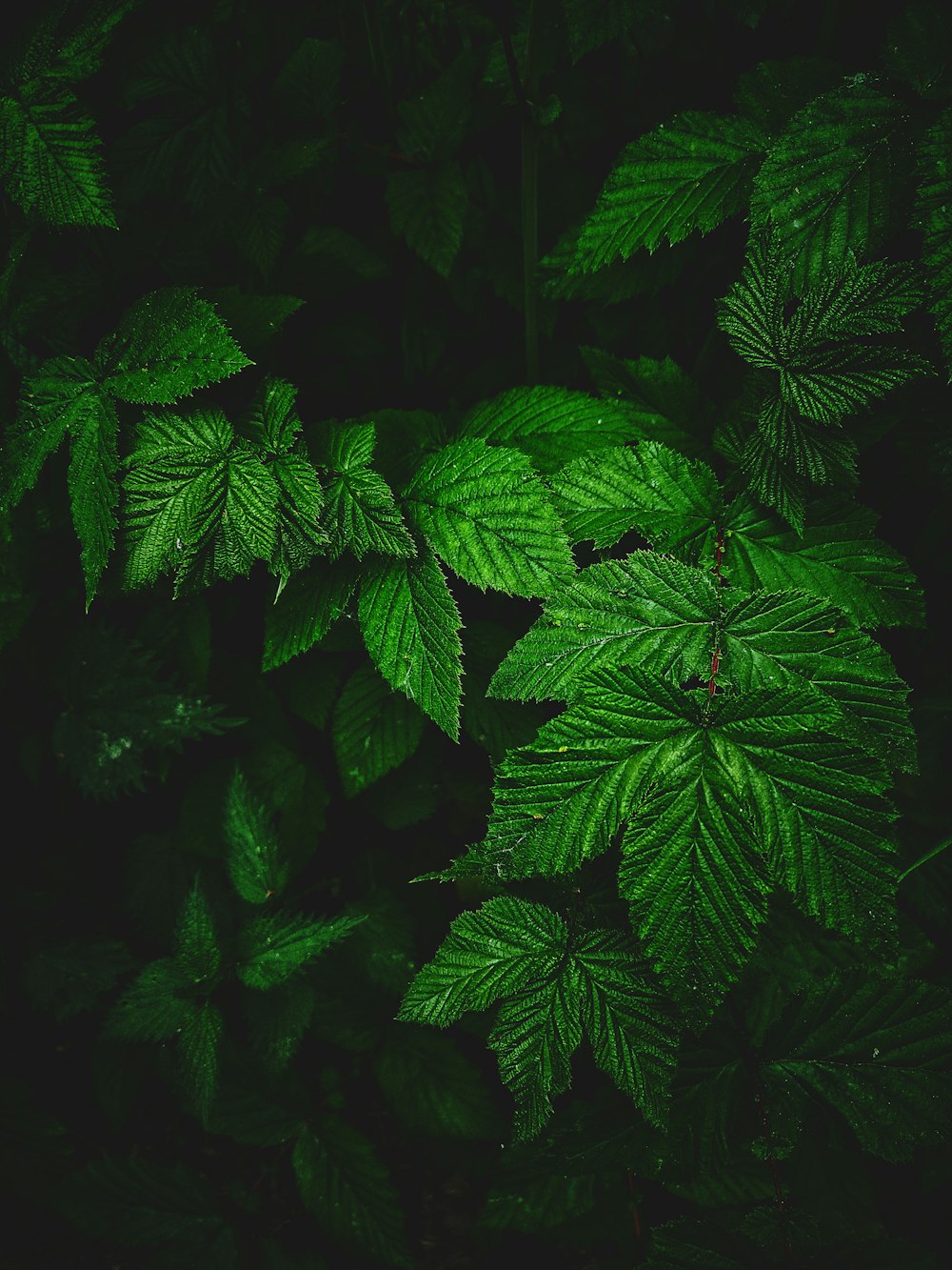 green leaves in close up photography