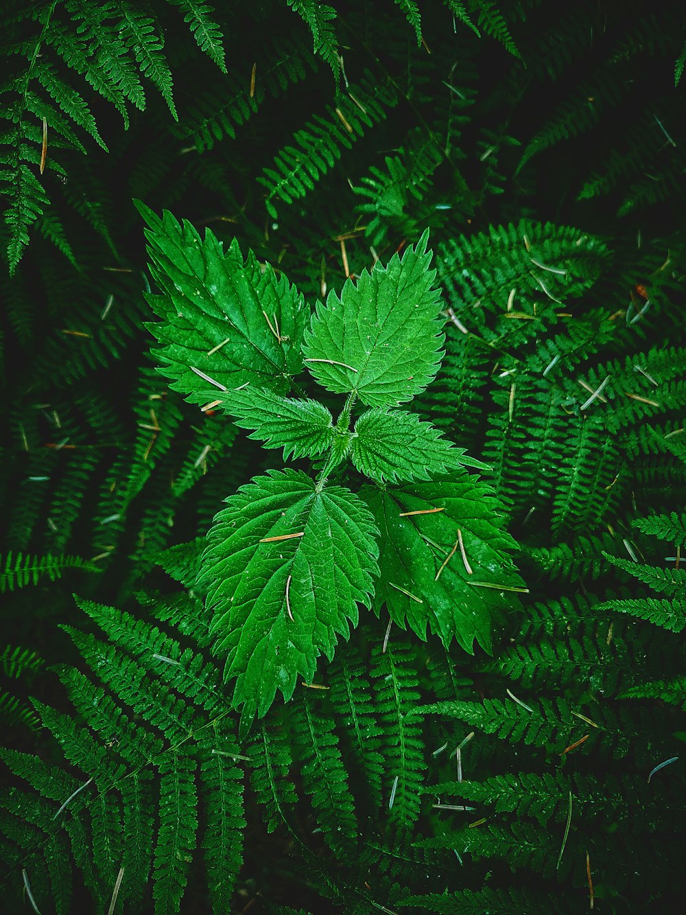 green fern plant in close up photography