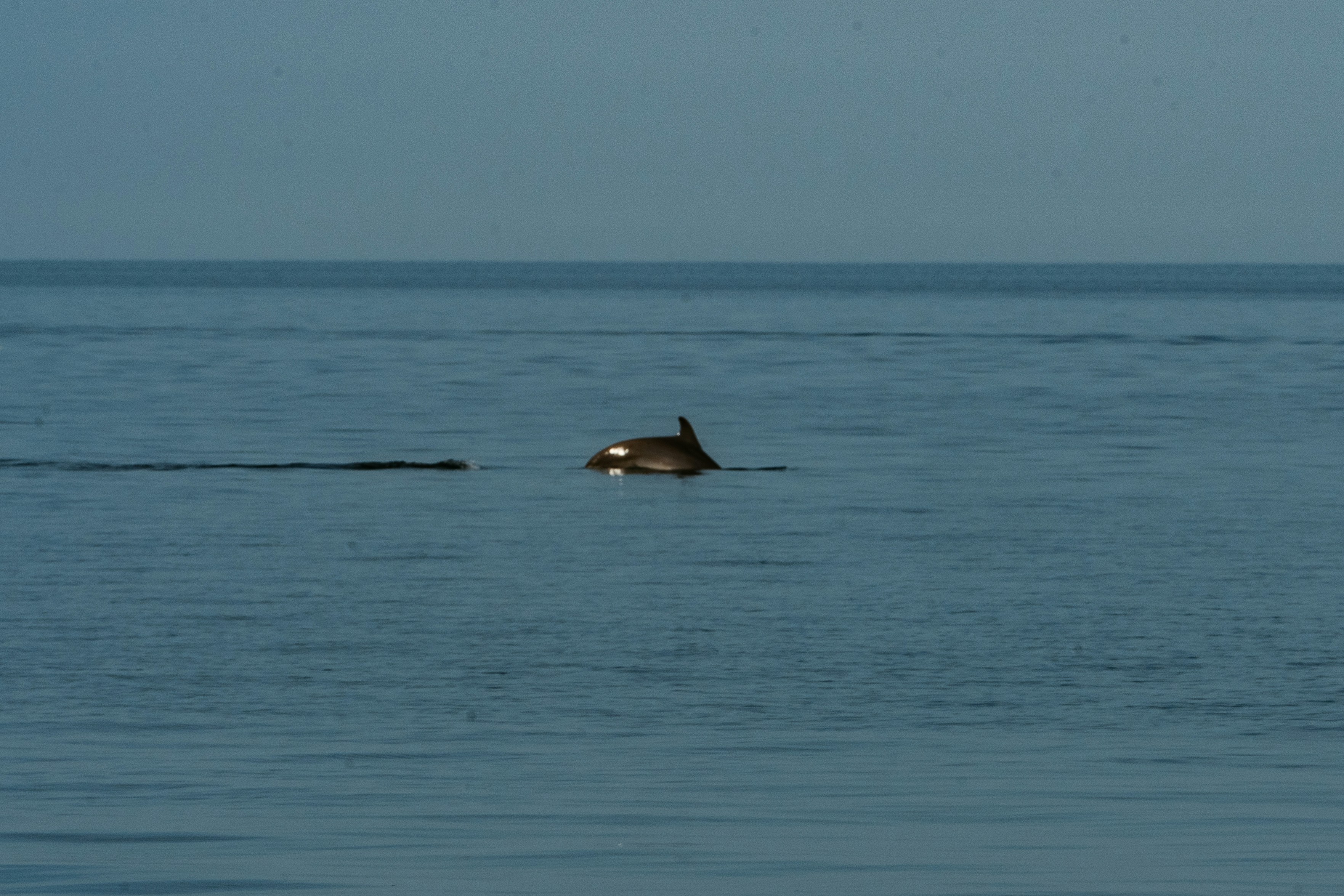 black whale on sea during daytime