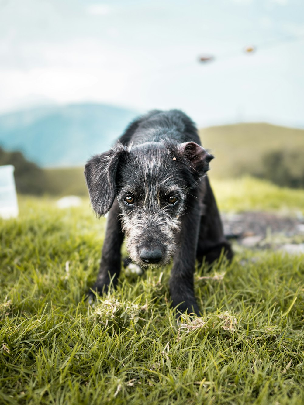 black and white short coat medium sized dog on green grass during daytime