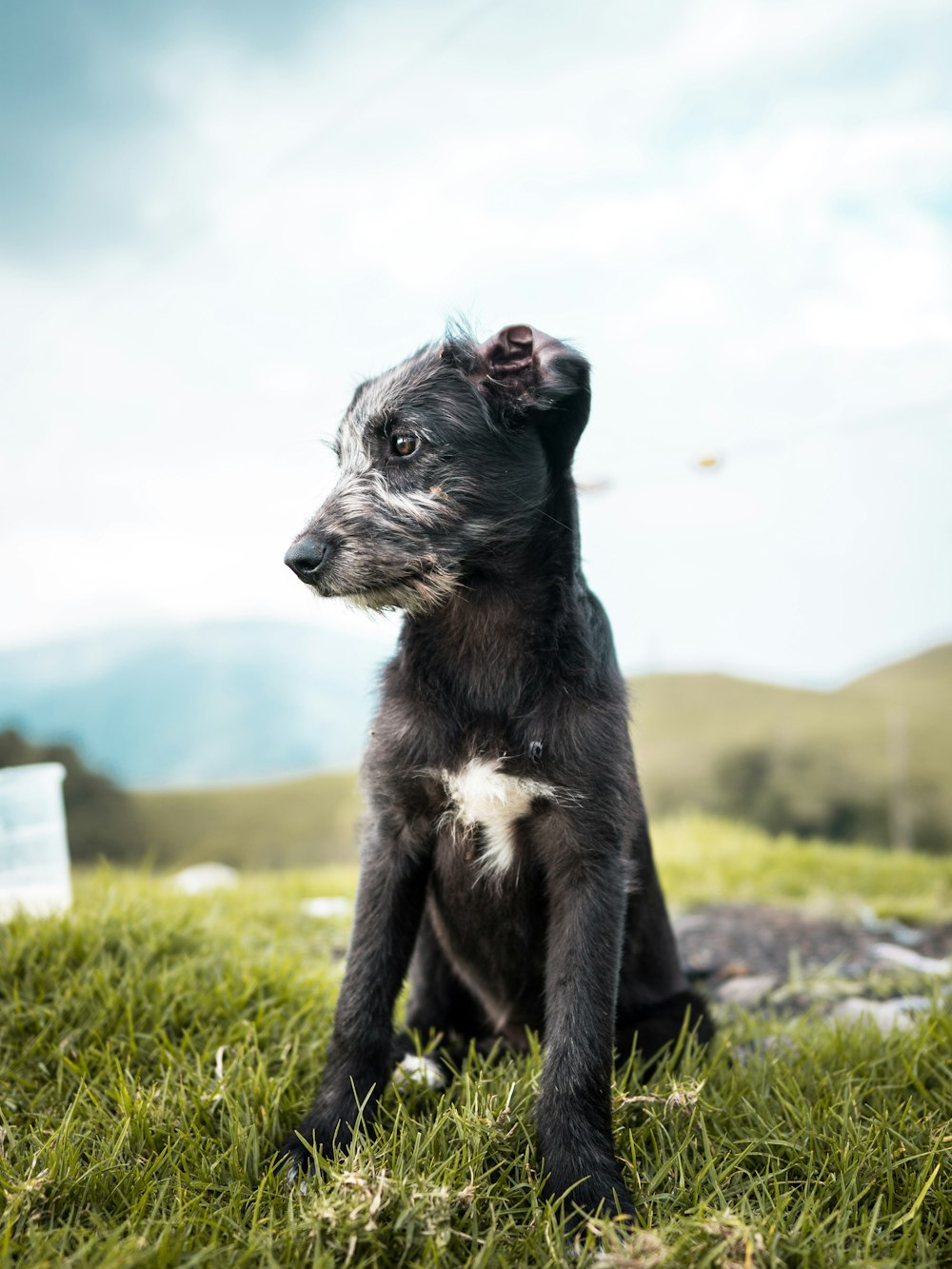 black and white short coat small dog sitting on green grass during daytime