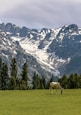white horse on green grass field near snow covered mountain during daytime