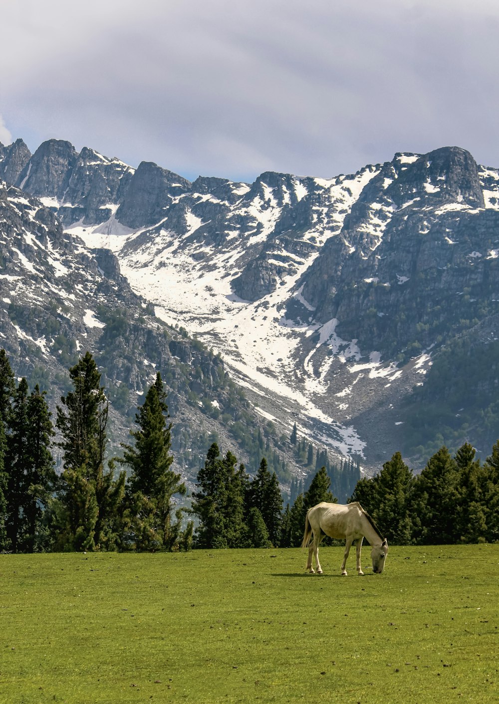 white horse on green grass field near snow covered mountain during daytime