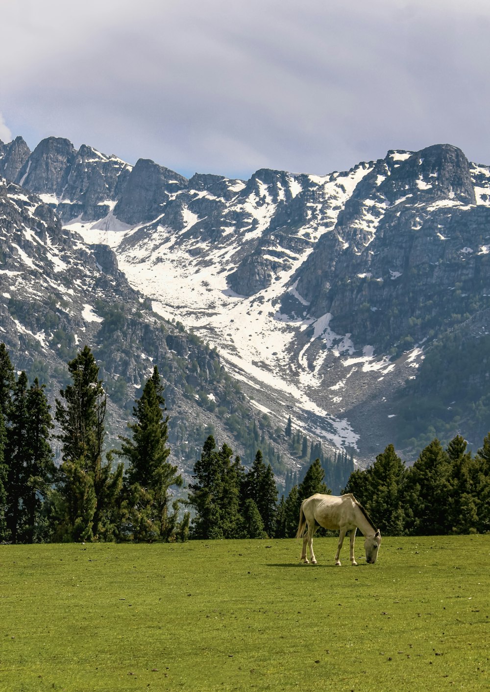 caballo blanco en el campo de hierba verde cerca de la montaña cubierta de nieve durante el día