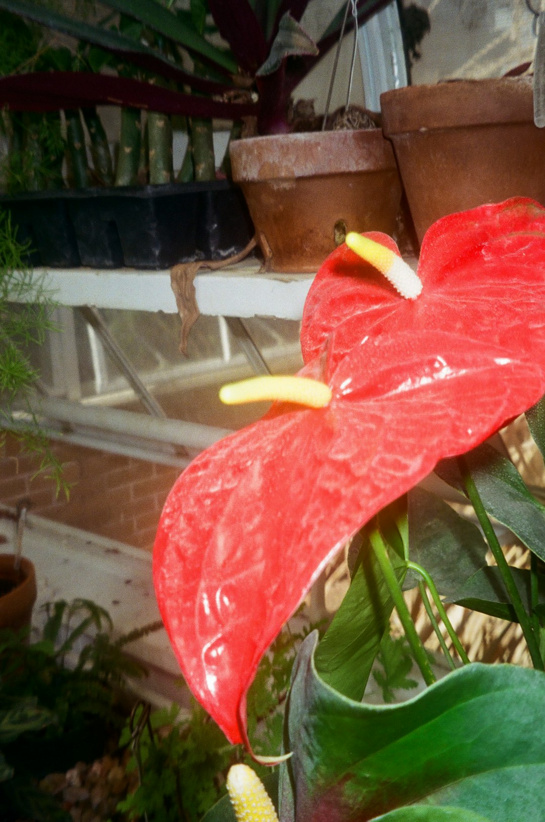 red and yellow flower with green leaves