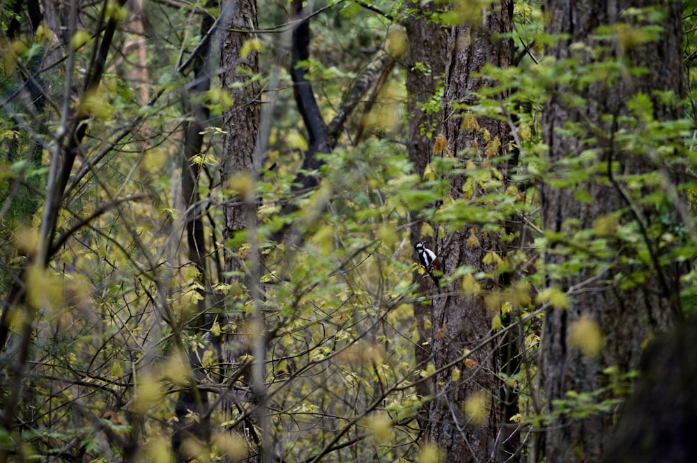 green and brown tree branches