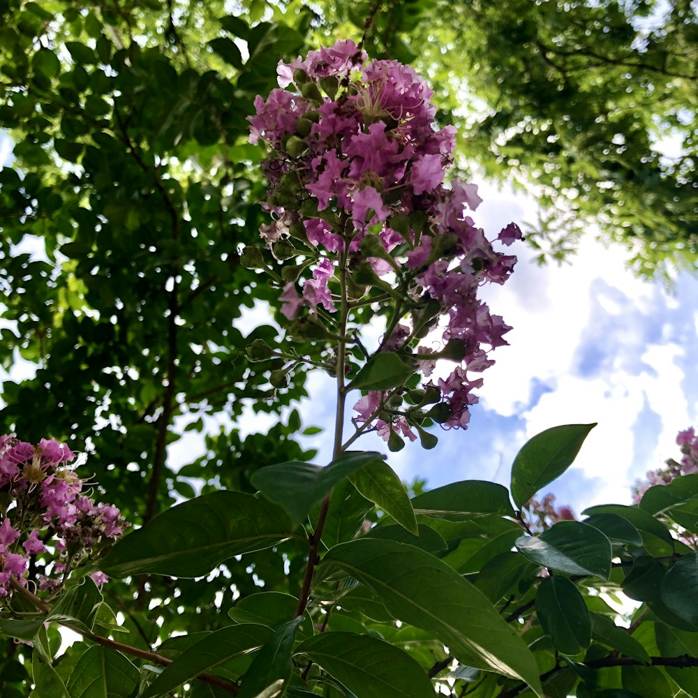 fleur violette avec des feuilles vertes pendant la journée