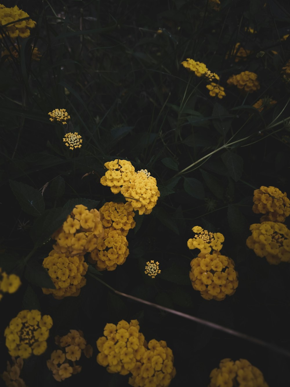 yellow flowers on green grass