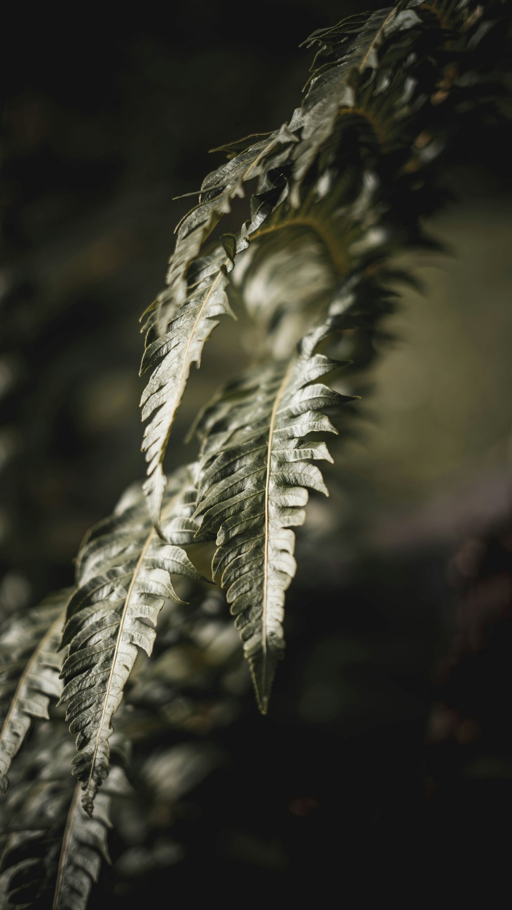 green plant in close up photography