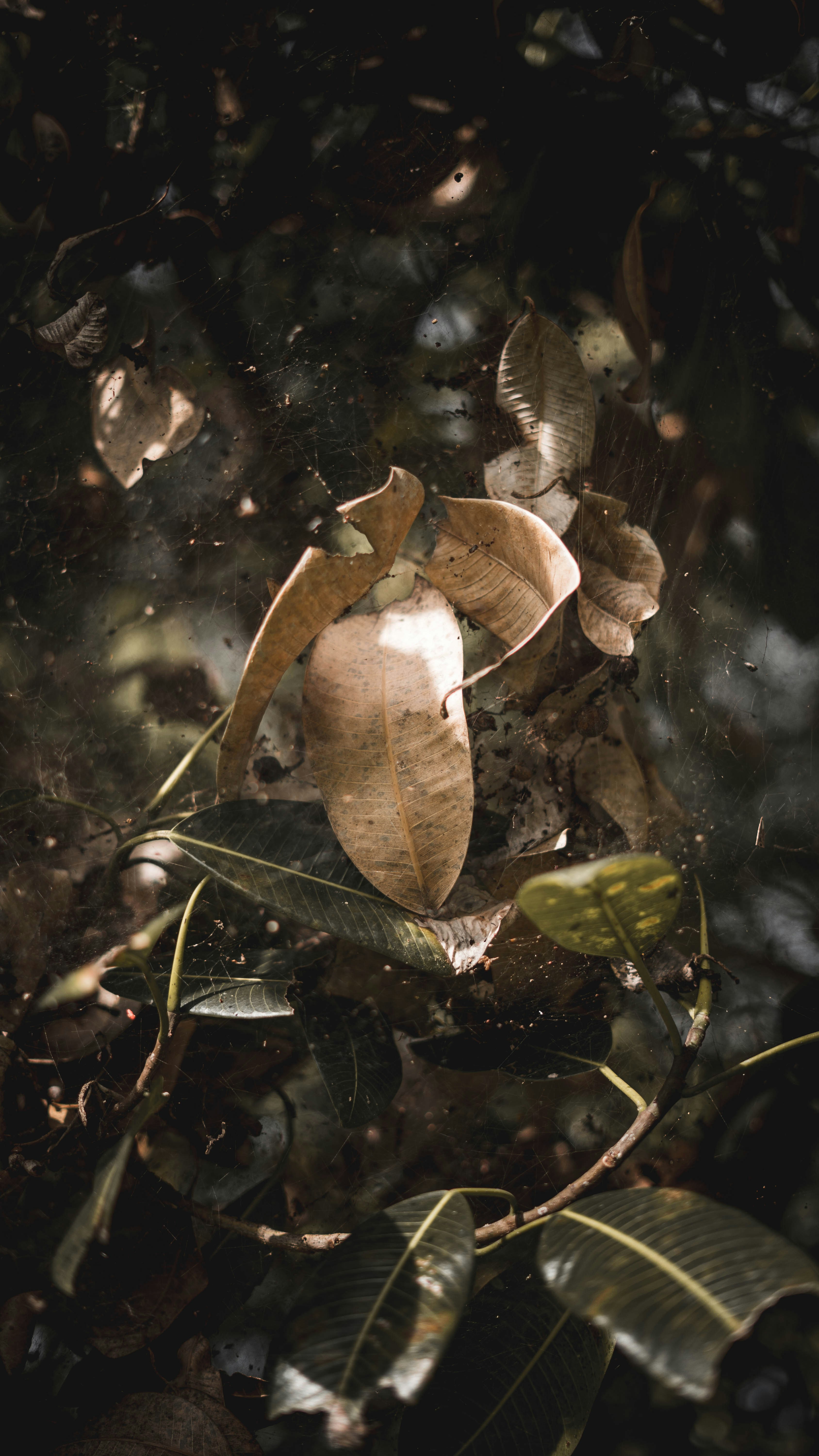 brown and green leaves in water