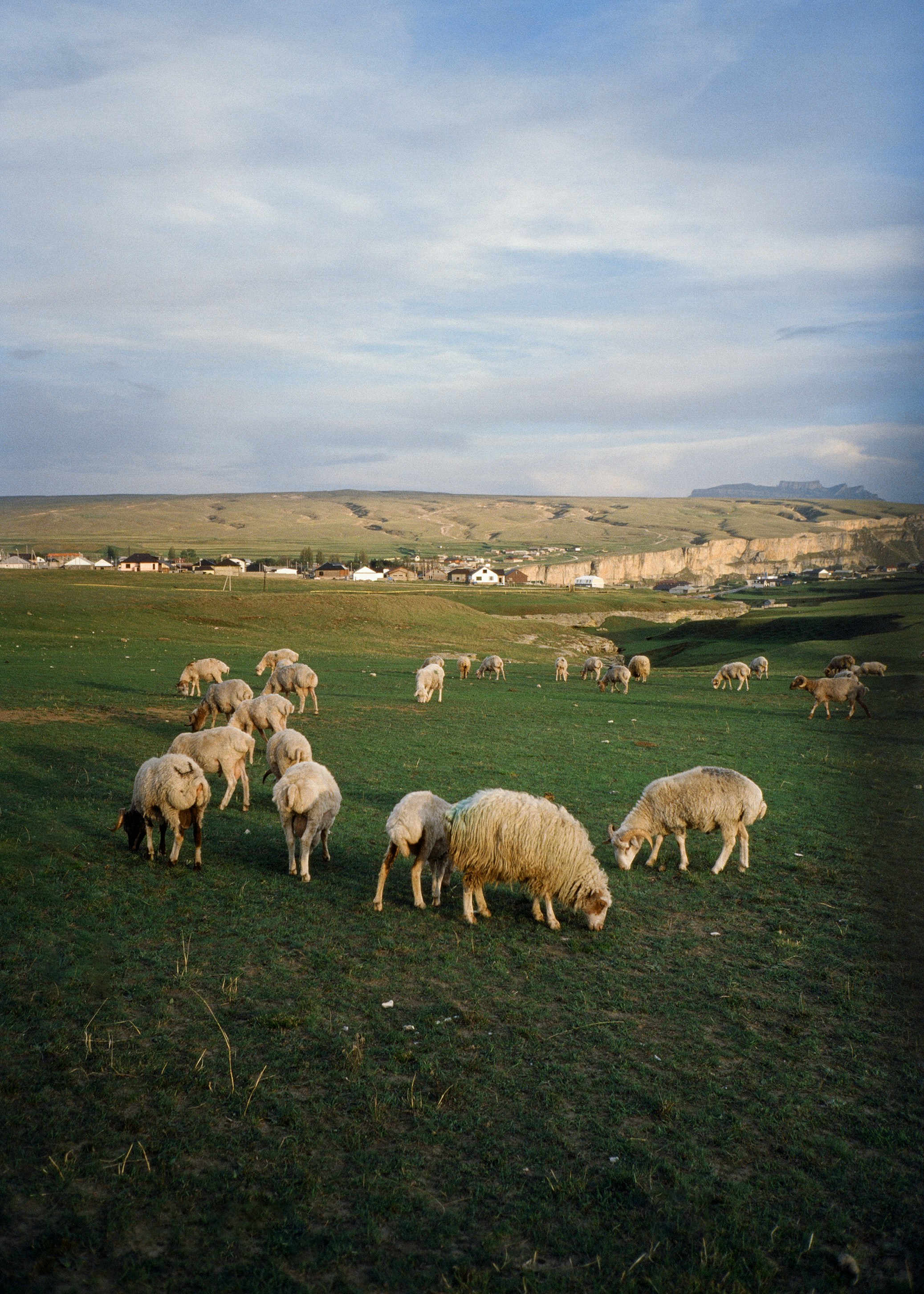 gregge di pecore sul campo di erba verde durante il giorno
