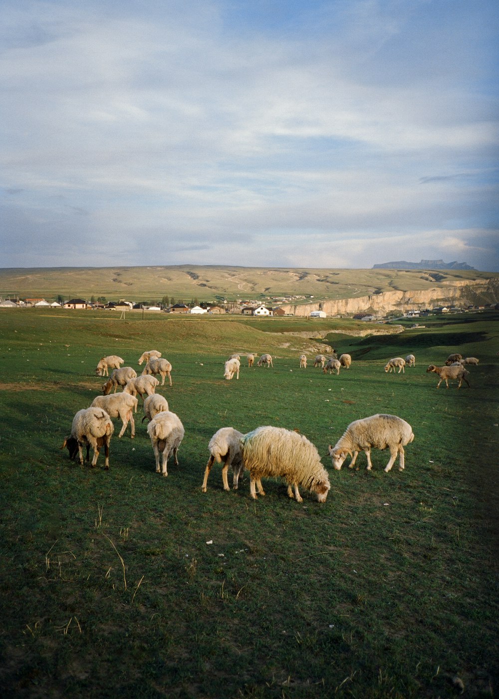 herd of sheep on green grass field during daytime