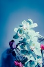 white and purple flowers in purple vase