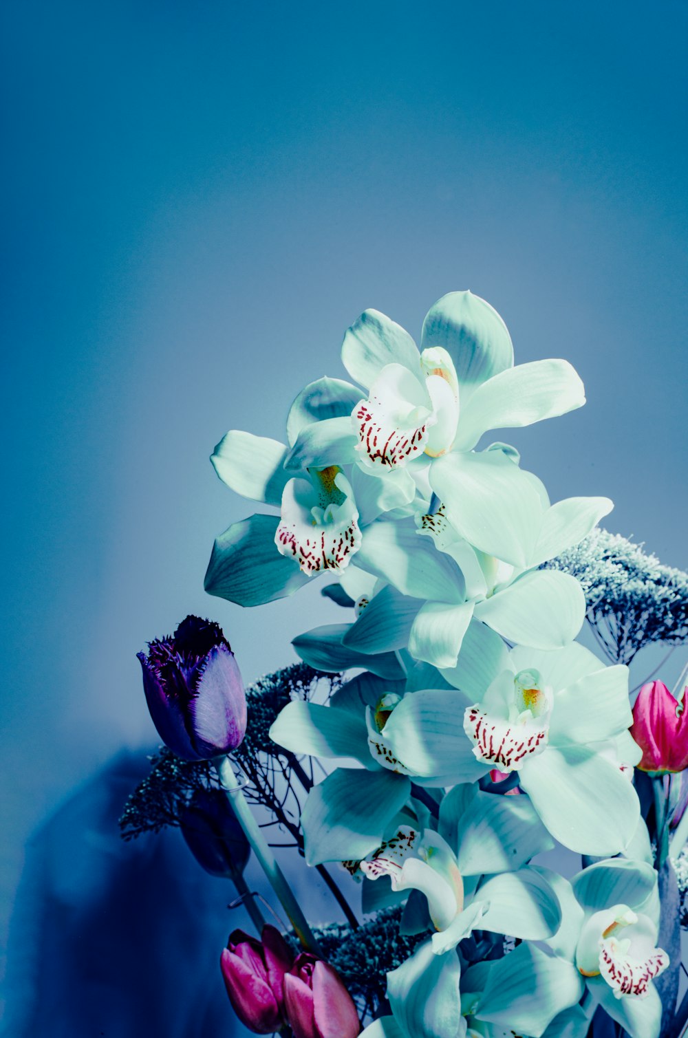 white and purple flowers in purple vase