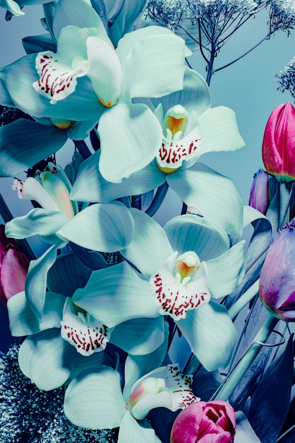 Imágenes de Orquídea Azul | Descarga imágenes gratuitas en Unsplash
