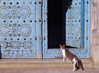 white and black cat on brown wooden window
