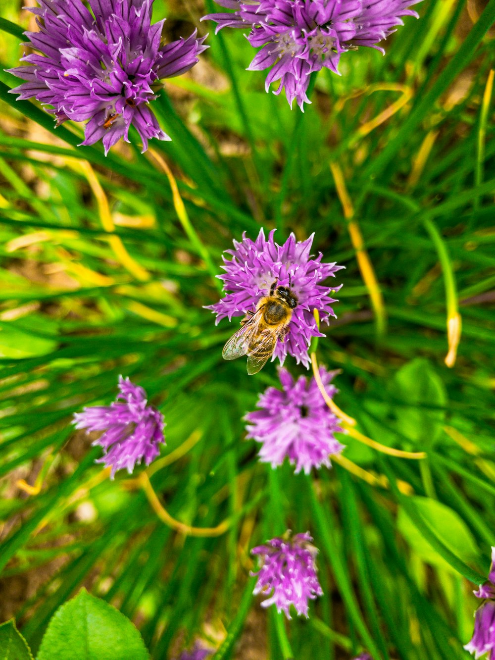 purple flower in tilt shift lens