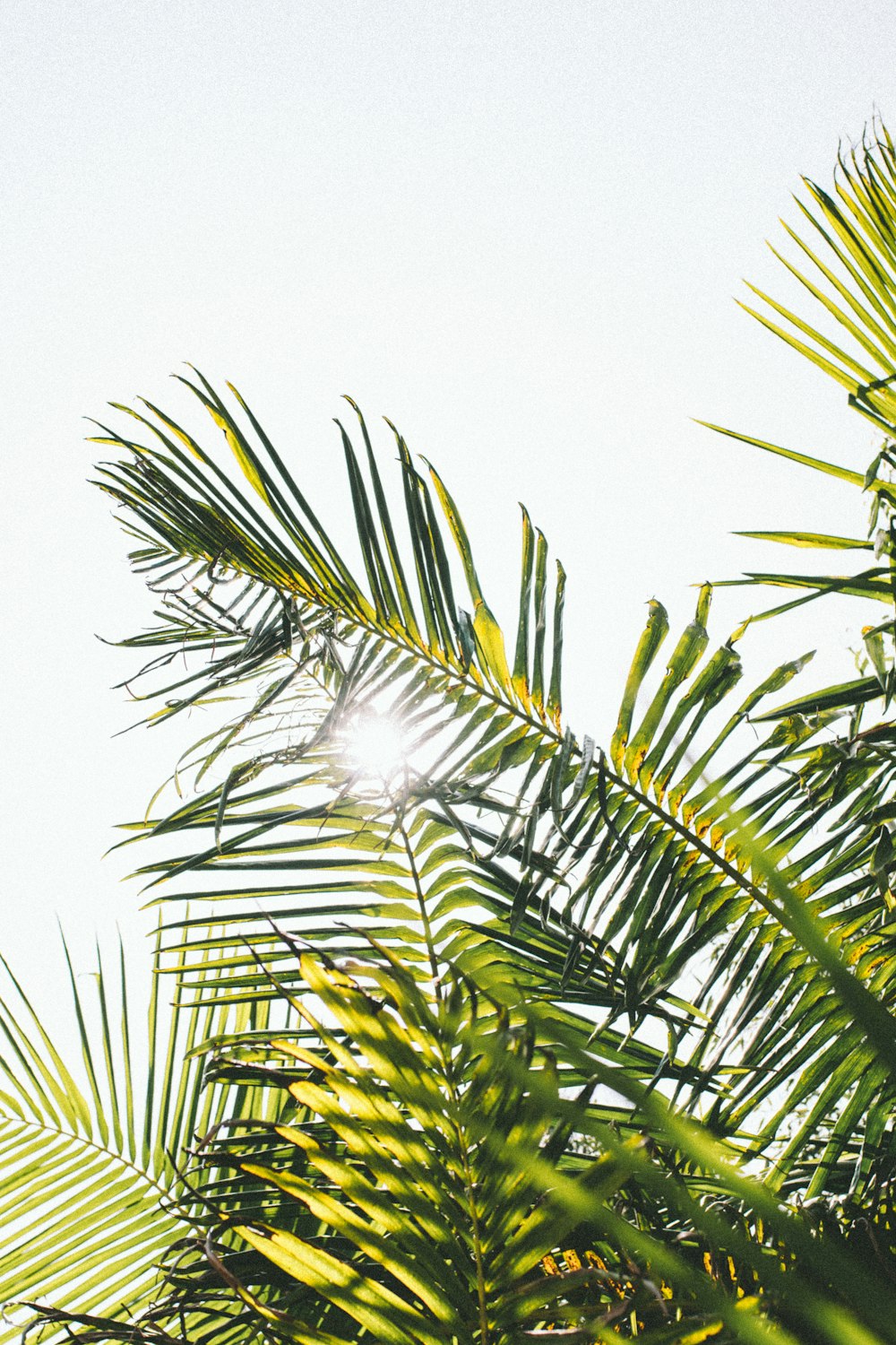 green palm tree under white sky