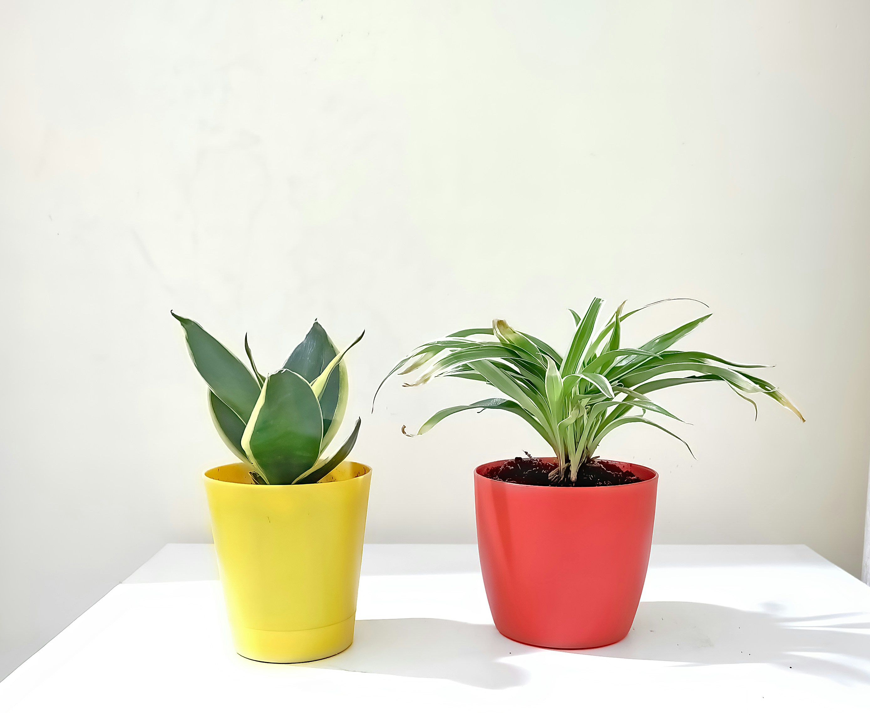 Plant Showcase
