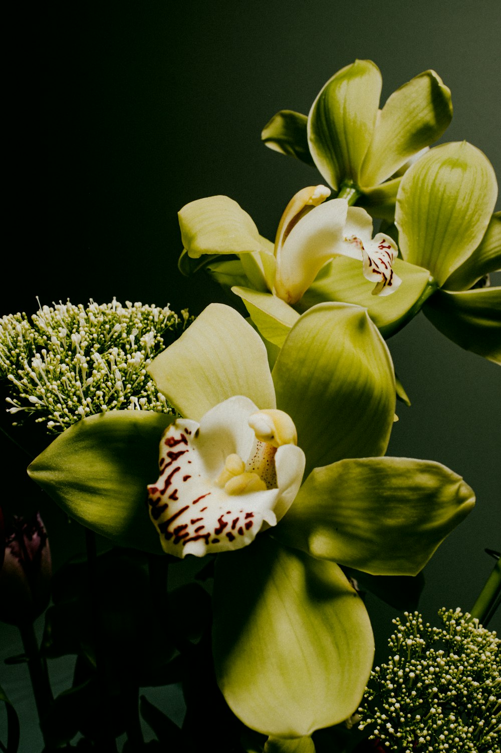 yellow flower in macro lens photography