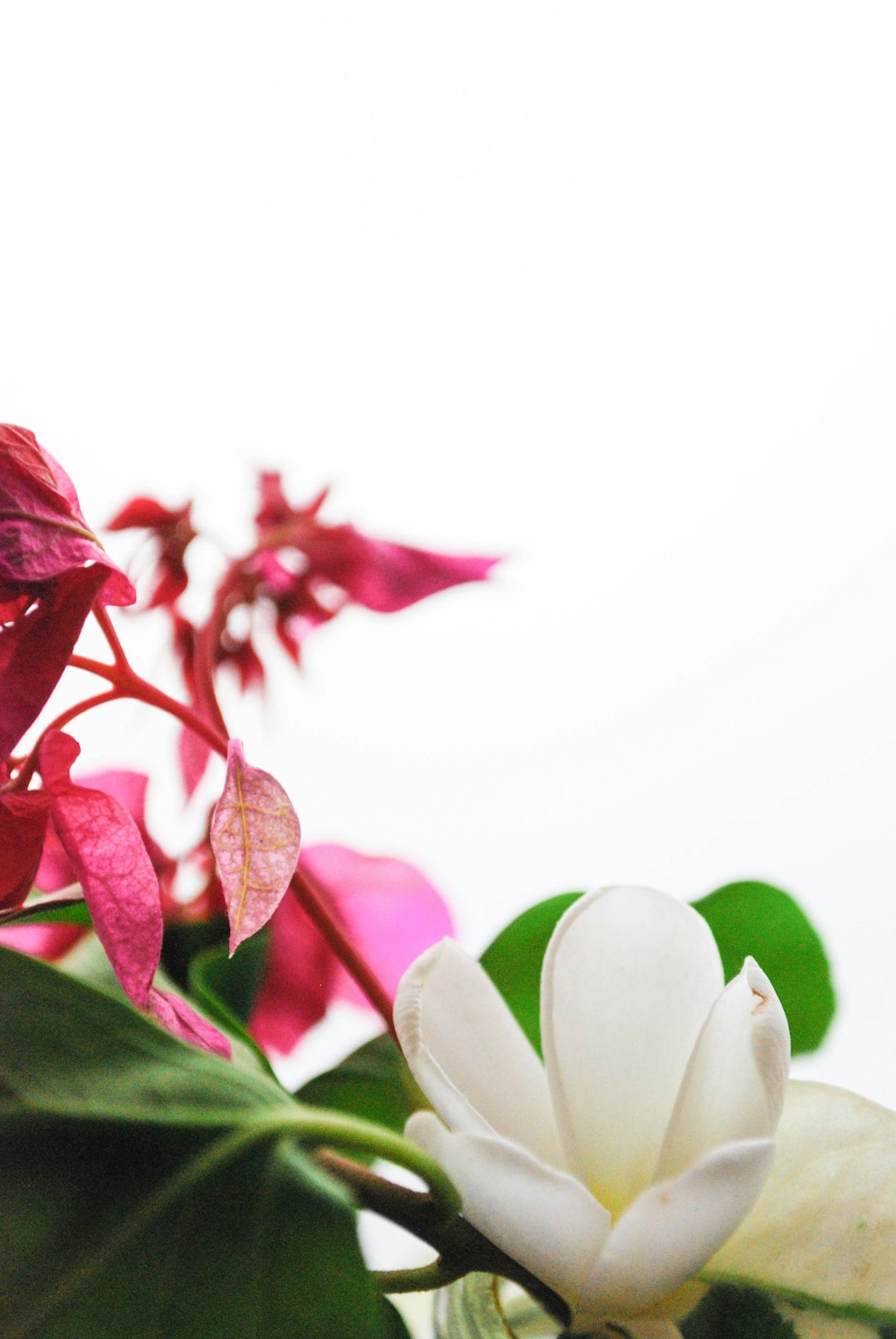 red and white flower in close up photography