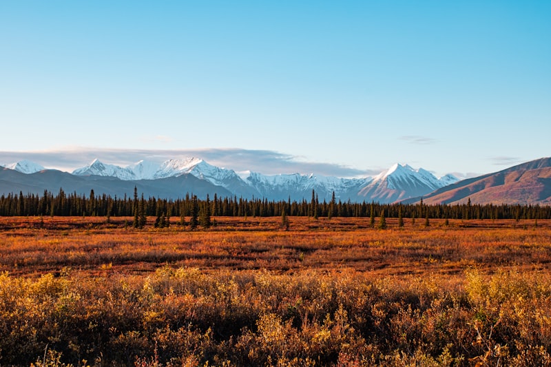 Tundra y montañas en Denali