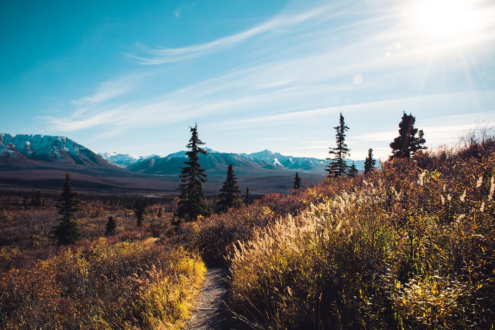 Denali National Park landscape