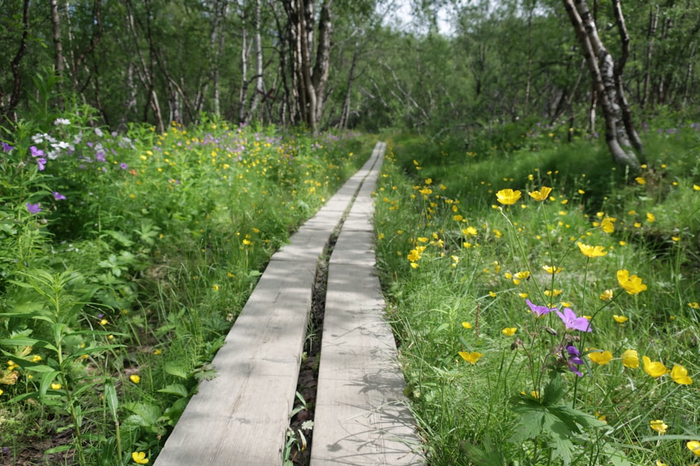 yellow flower field near trees during daytime