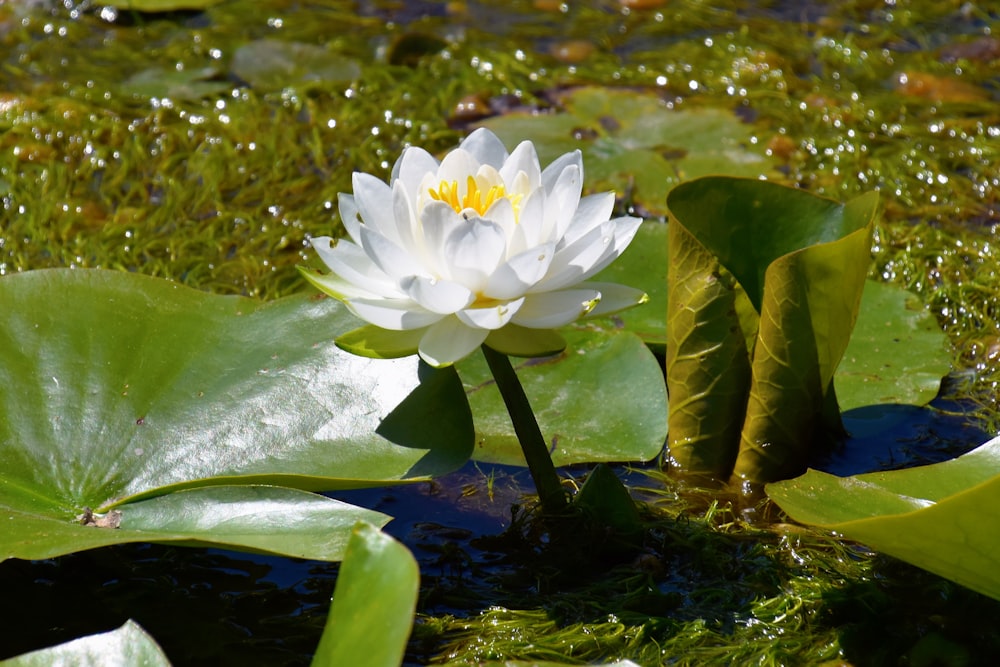 white lotus flower on water